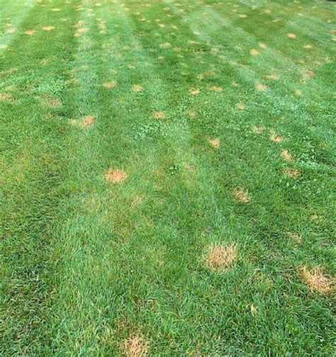 Why Is My Lawn Yellow In Spots