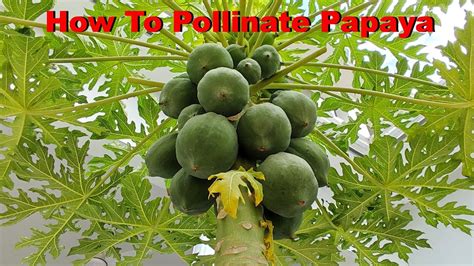 male and female papaya flowers how to hand pollinate papaya plant youtube