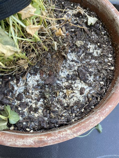 The White Stuff In Your Plant Soil Mycelium Sc Garden Guru