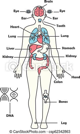 Male anatomy diagram anatomy of the male human body. Male human anatomy body internal organs vector diagram ...