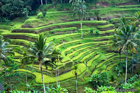 Dan seperti apakah pesona tempat menarik di kuta dan legian kabupaten badung bali indonesia seperti, bali turtle sea society, kemudian tugu peringatan bom bali serta objek wisata kuta theater itu ? Indonesian Culture: Bali