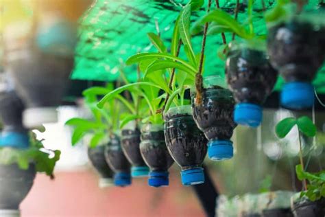 Which Plants We Can Grow In Plastic Bottles Plastic Industry In The World