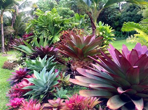 Photo 5 Tropical Landscape Design Bromeliads Landscaping