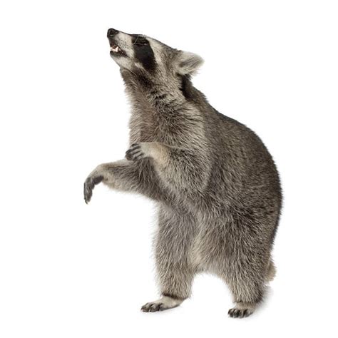 Best Raccoons Stock Photos Pictures And Royalty Free Images Istock