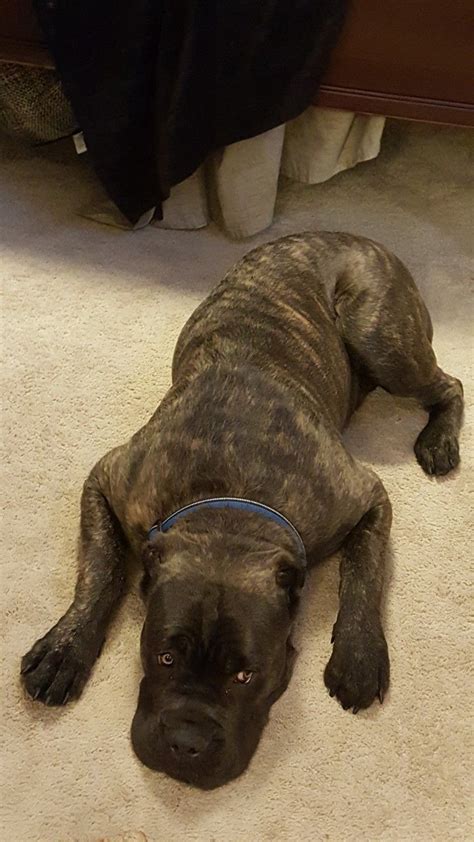 9 Months Old Cane Corso Cane Corso Dog Cane Corso Cane Corso Puppies