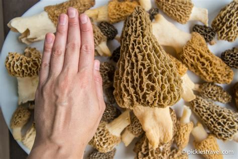 There are several million mushroom species. Guide to Hunting Morel Mushrooms | Wild Edible Foraging