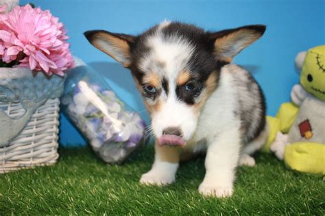 Browse thru our id verified puppy for sale listings to find your perfect puppy in your area. Pembroke Welsh Corgi Puppies For Sale - Long Island Puppies