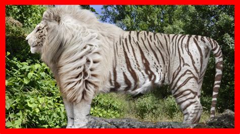 10 Most Bizarre Hybrid Animals That Actually Exist Youtube