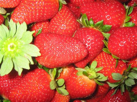 Free Picture Berry Nutrition Red Delicious Sweet Strawberry Leaf