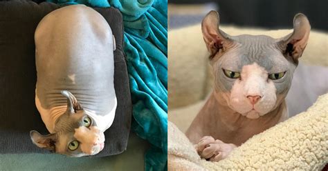 Naked And Chubby 25 Lbs Hairless Cat Worked Hard To Lose His Rolls
