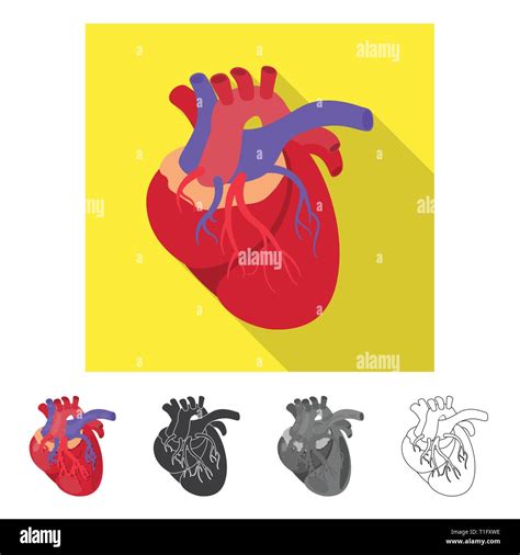 Heartcardiologycardiovascularbodycoronaryarteryaortaveinblood
