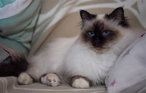 Обои кошка кот взгляд поза портрет постель лежит подушка плед