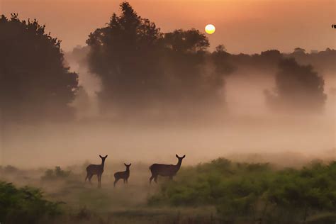 Different transport strategies for different large prey species at
