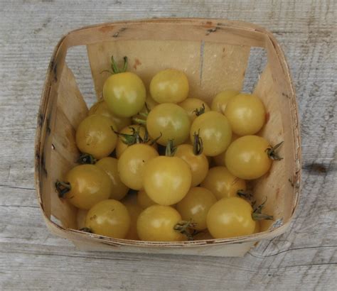 A wide variety of cherry tomato options are available to you, such as variety, cultivation type, and style. White Cherry Tomato