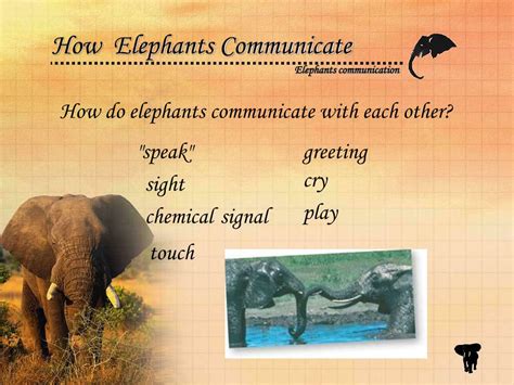 Ppt Animals Behaviors Elephants Communication Powerpoint