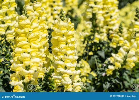Bright Yellow Snapdragons In Spring Garden Stock Photo Image Of