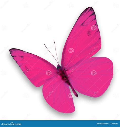 Pink Butterfly Stock Photo Image Of Tropical Flying 46588014