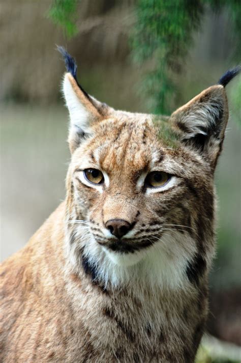 Plans To Bring Back Lynx To The Scottish Highlands To Cull Deer