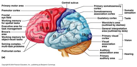 Cerebral Cortex Function Connections Sensory Motorassociation