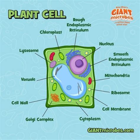 The shape of plant cells depends largely on the orientation of cellulose microfibrils in their cell walls1. Célula Vegetal