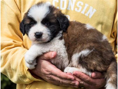 That'll be exciting for you, i hope you have a good time with your new pup :d. 10 weeks old Saint Bernard puppies available in Bridgeport ...