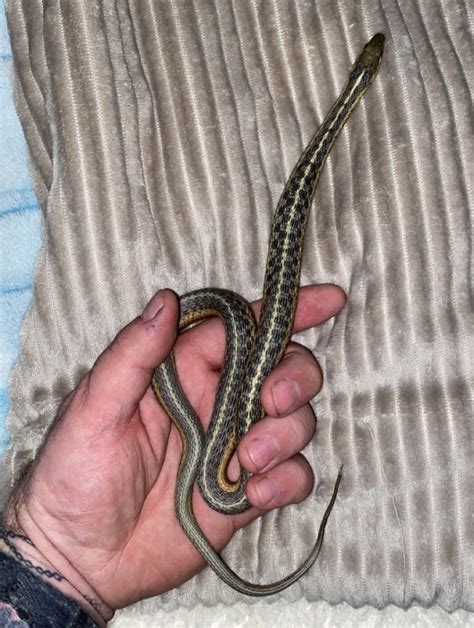 Garter Snake For Sale In Pedro Oh 1 Petzlover