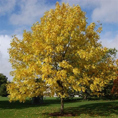 Northern Red Ash Tree Seeds Fraxinus Pennsylvanica 30seeds Etsy