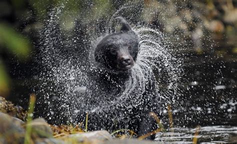 Dogs Shaking Off Water Gallery Ebaums World