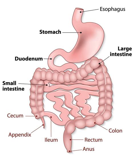 How Your Gastrointestinal Tract Works Mu Health Care