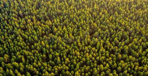 Forest Top View Green Pine Forest Top View Flight Photo From Above
