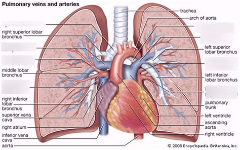 Thoracic Arteries And Veins 2 Diagram Quizlet