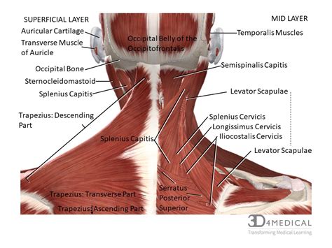 Human muscles of the shoulder and neck poster. Muscles - Advanced Anatomy 2nd. Ed.