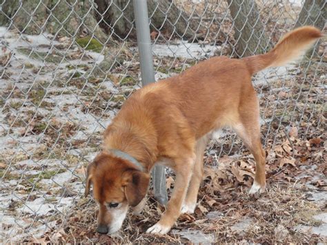 Copper. We are fostering him from the Hardin County Animal Shelter. He