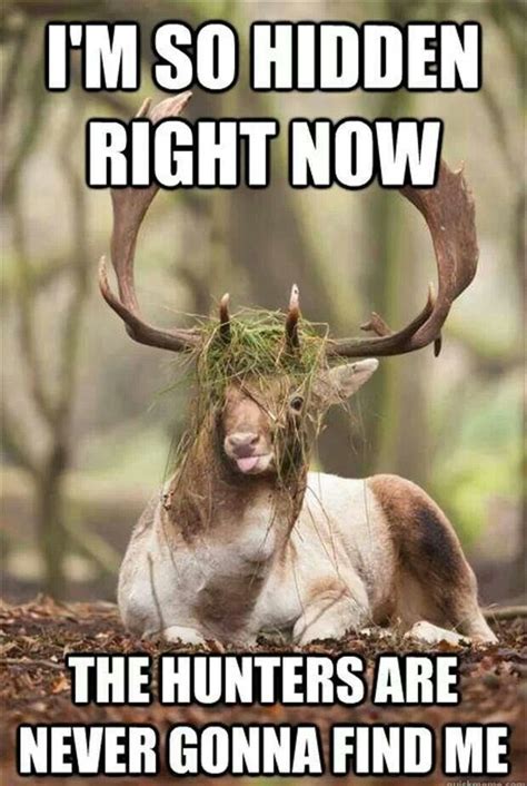 Pin By Allen Brazington On Funny Funny Deer Funny Animals Hunting Humor