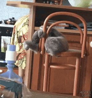 Cat Falls Over With Chair
