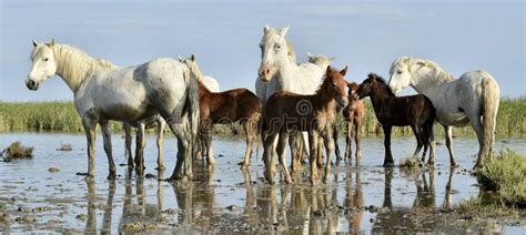 Portrait Of The White Camargue Horse With A Foal Stock Image Image Of