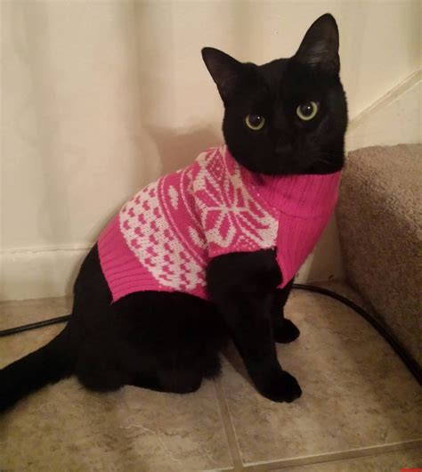 Black Cat Friday In A Sweater Cute Cats Hq Pictures Of
