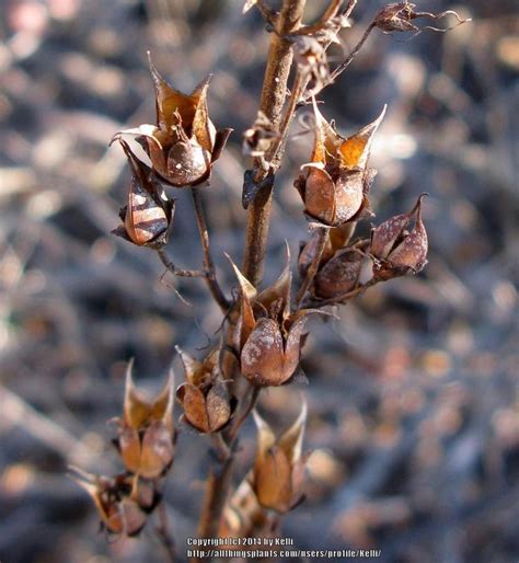 Photo Of The Seed Pods Or Heads Of Scarlet Bugler Penstemon