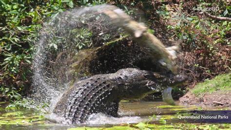 Photos Show Gigantic Crocodile Whipping And Devouring Fellow Croc