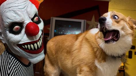 Funny Dogs Scared Of Halloween Compilation