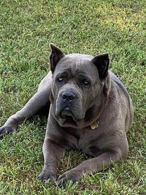 Deep South Cane Corso's - Cane Corso Puppies For Sale - Born on 01/11/2021