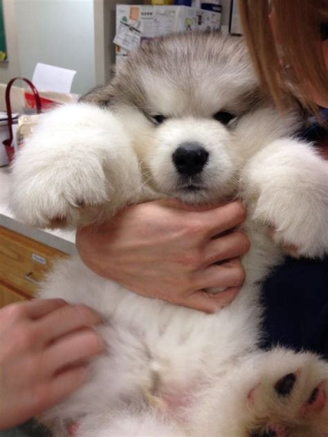 20 Adorable Dogs That Look Like Bears 20 Pics