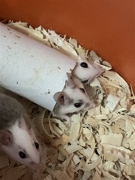 Should I Breed Mice Or Asf Rats Feeder Rodents Morphmarket Reptile Community