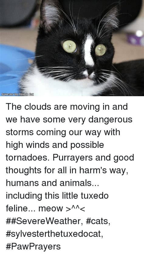Sylvester He Tuxedo Cat The Clouds Are Moving In And We Have Some Very