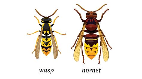 Murder Hornet Size Comparison Chart