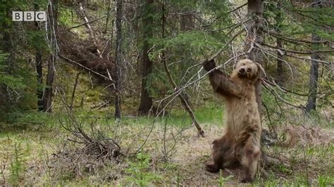 Bears Dancing To Jungle Boogie Planet Earth Ii Youtube