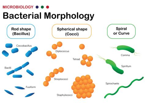 Bacterial Morphology Size Shape And Arrangements
