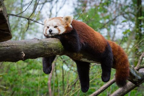 The name firefox comes from the red panda & the icon apparently from a fox, so you're both right in a way. Red Panda | Mathias Appel | Flickr