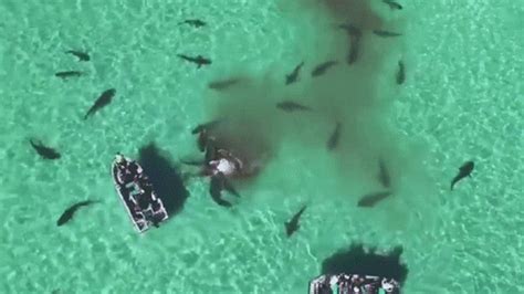 Drone Catches Incredible Shark Feeding Frenzy