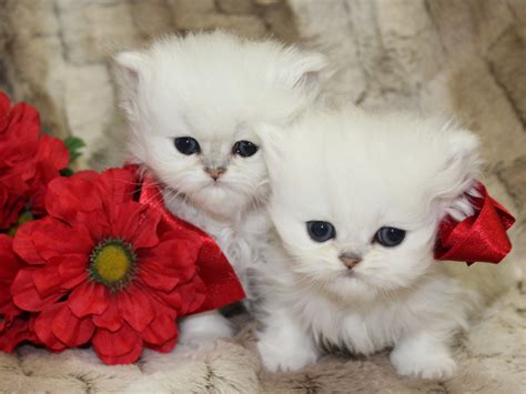 Why buy a persian kitten for sale if you can adopt and save a life? teacup-persian-kittens-for-sale (1) - CatsCreation